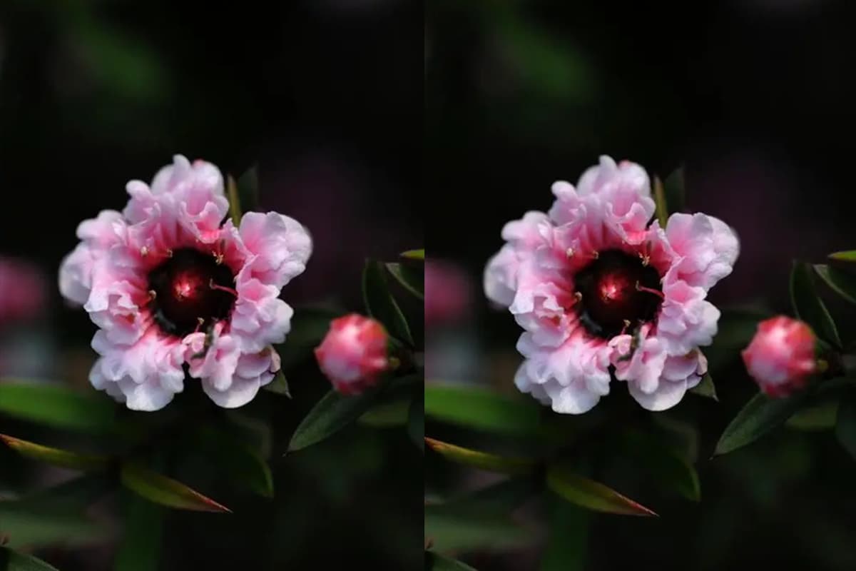 Leptospermum scoparium