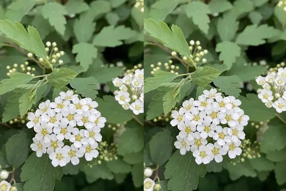 Spiraea cantoniensis