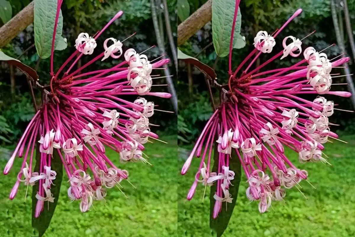 Clerodendrum bungei