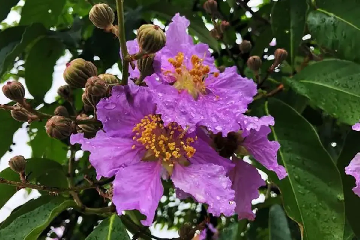 Lagerstroemia speciosa