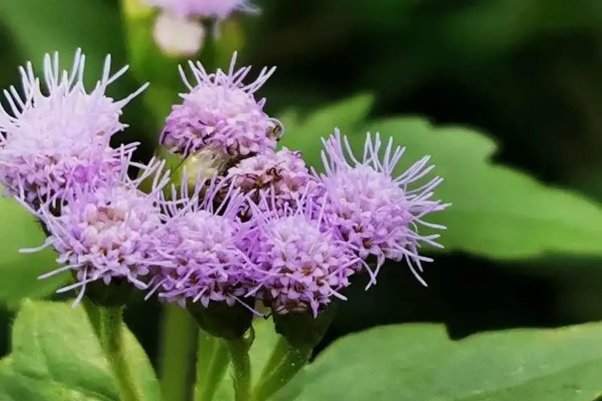 Ageratum conyzoides