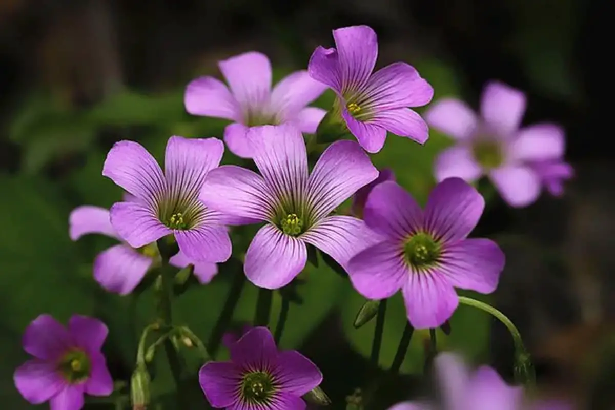 oxalis-corymbosa-een-gids-voor-schoonheid-en-verzorging-flowerslib