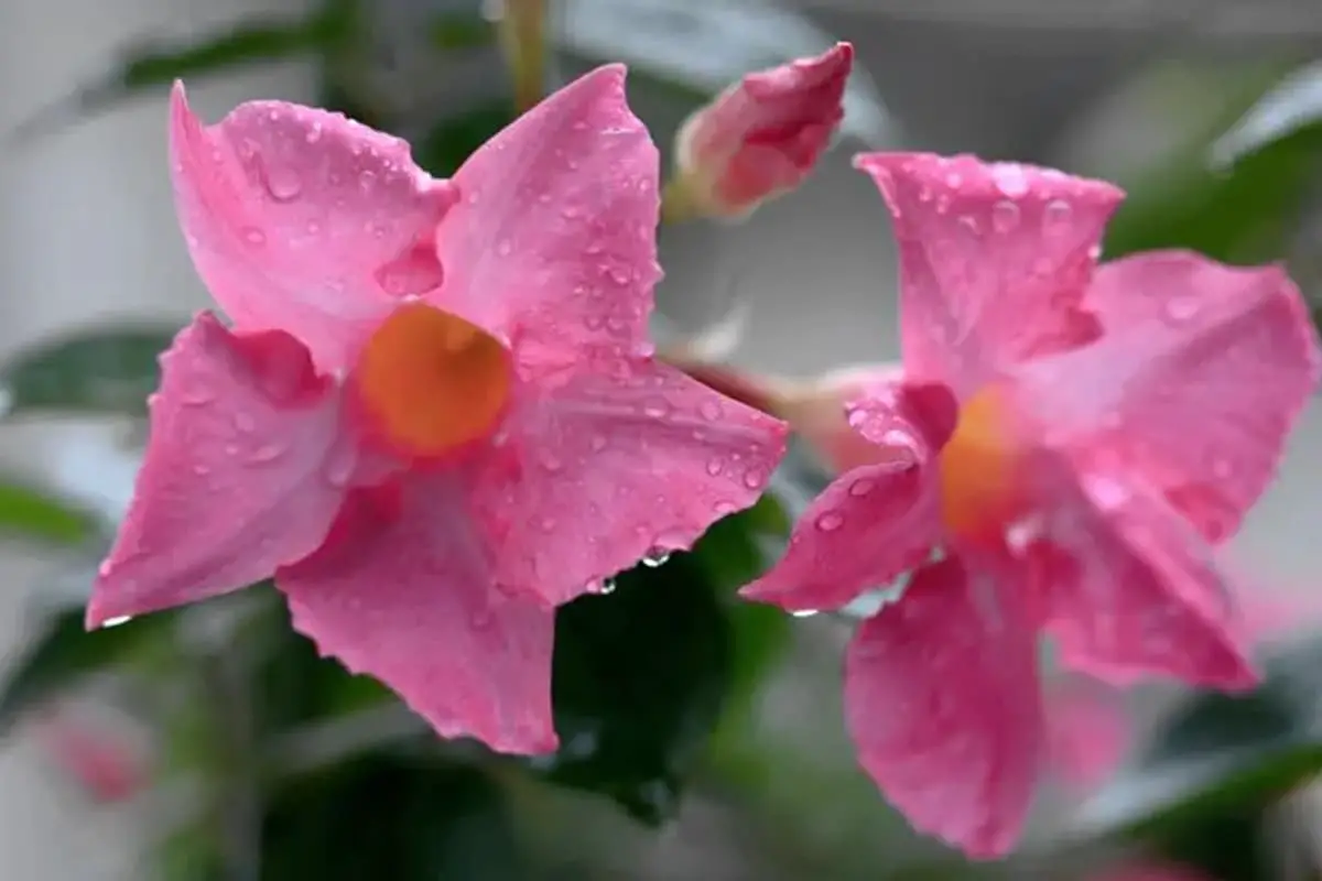 Dipladenia sanderi 飘香藤
