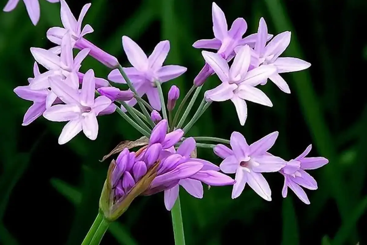 Tulbaghia violacea