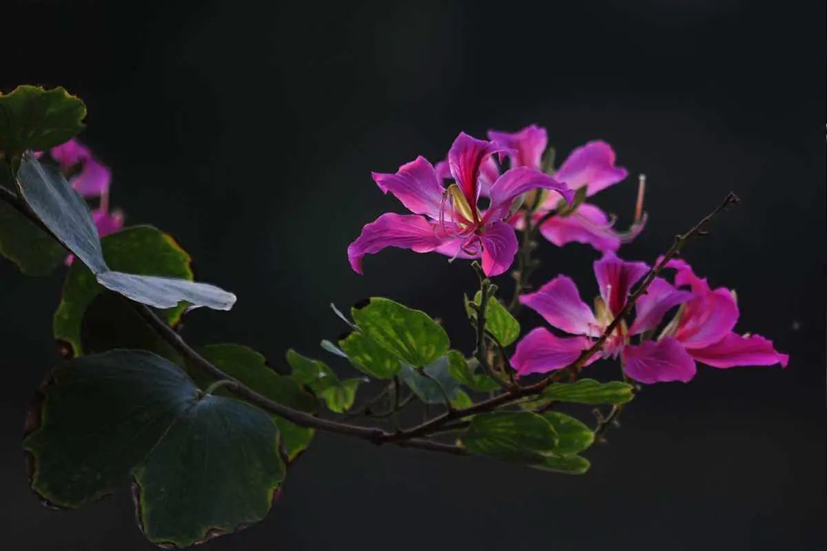 Bauhinia