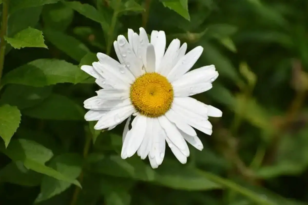Leucanthemum maximum
