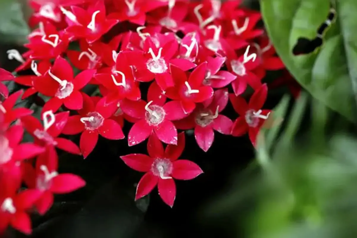 entas lanceolata