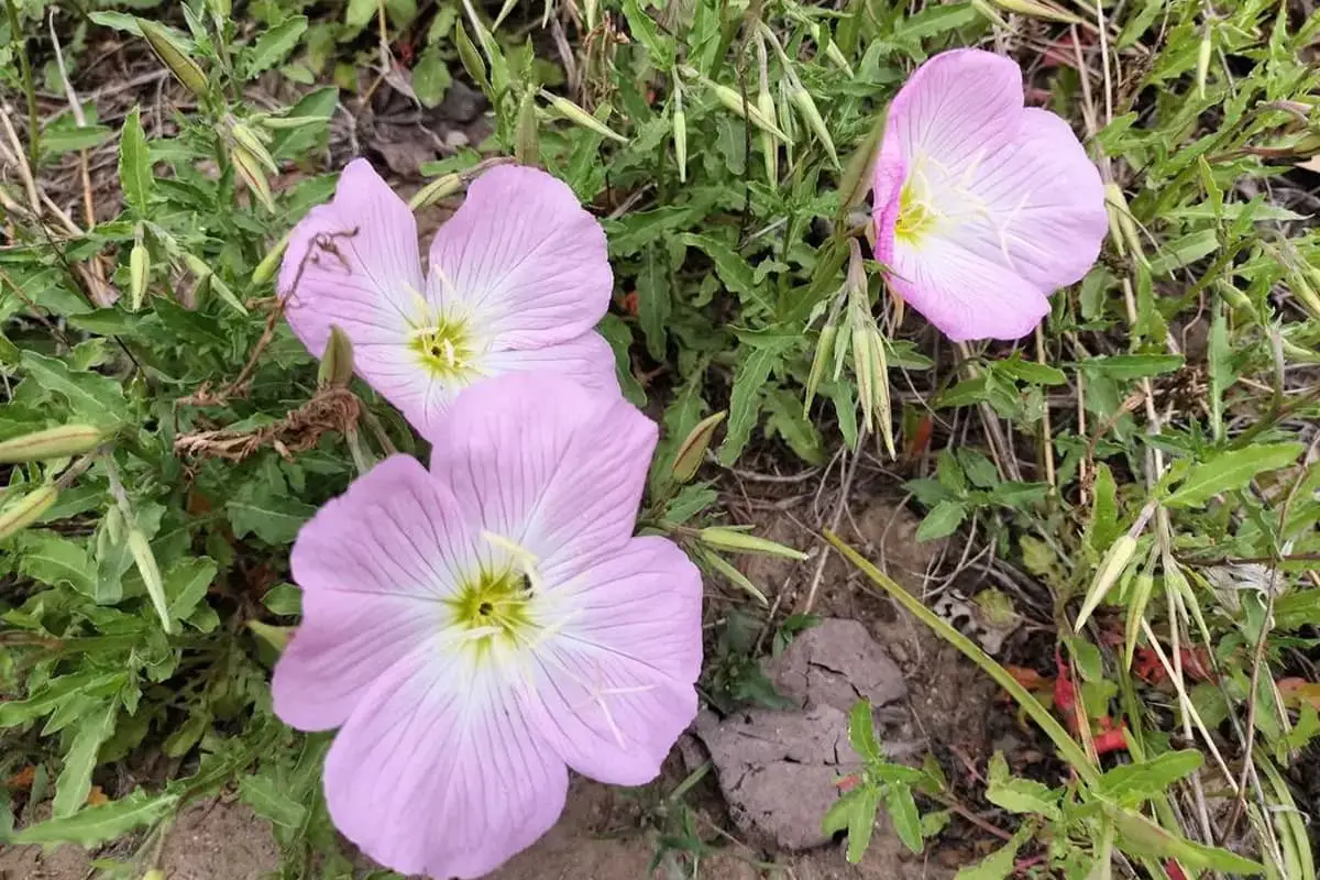 Oenothera rosea