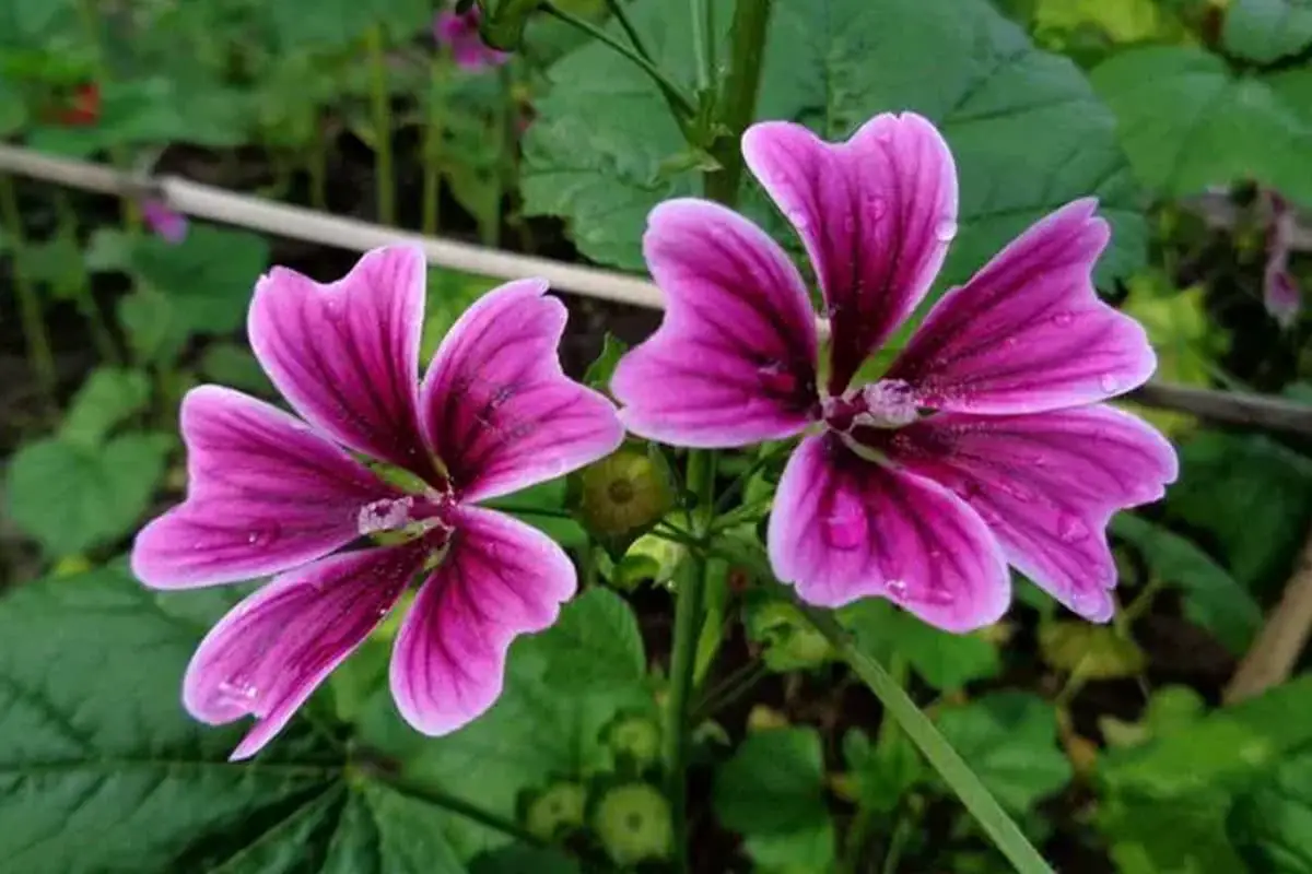 Malva sinensis