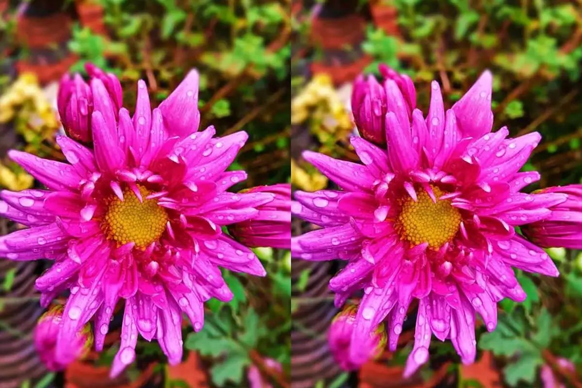 Callistephus chinensis