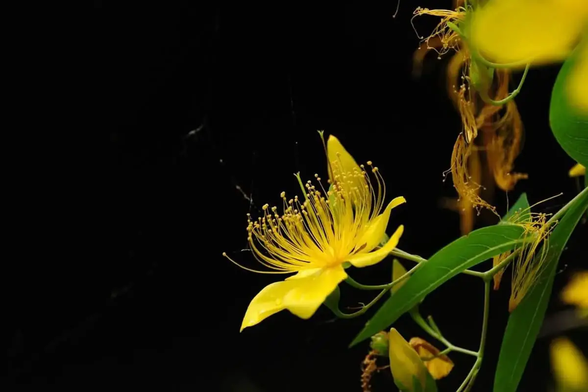 Hypericum patulum