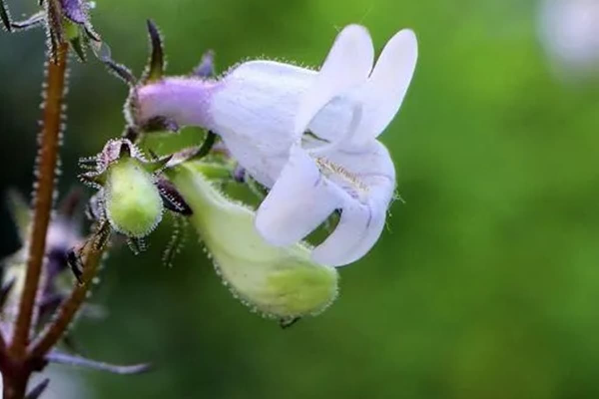 Buschwindröschen campanulatus