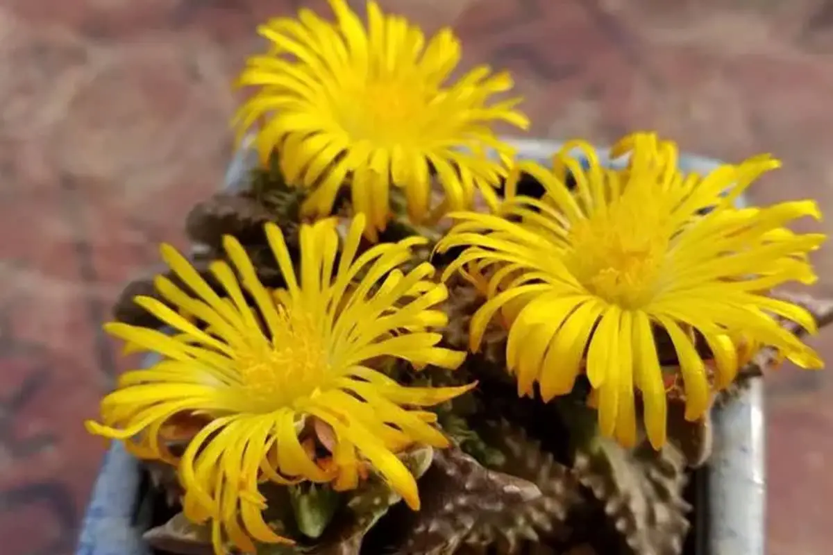 Faucaria tigrina