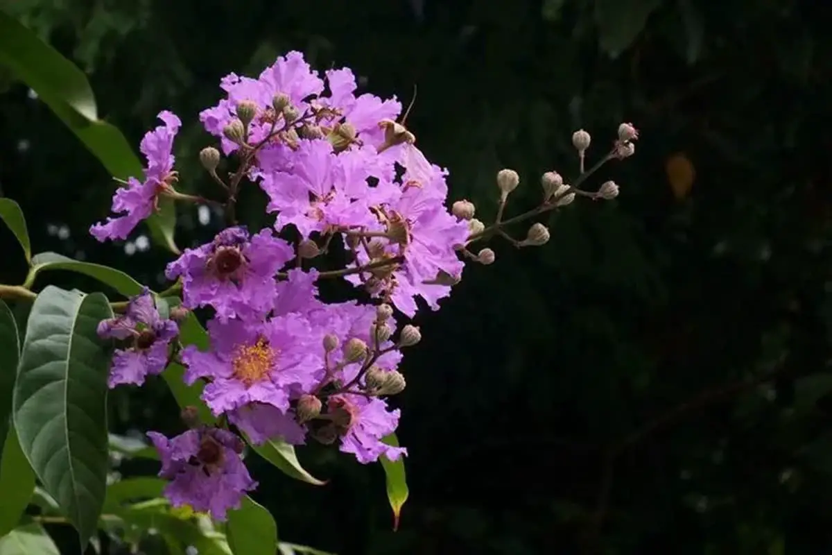 Lagerstroemia speciosa