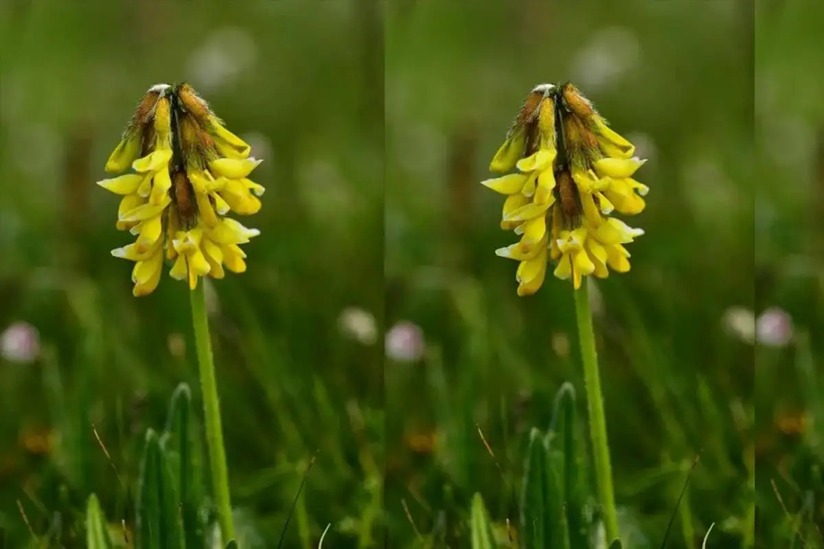 Corydalis pallida