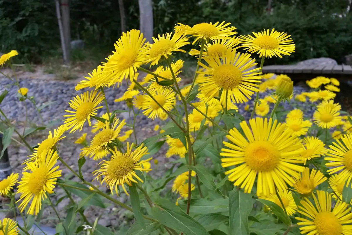Inula japonica
