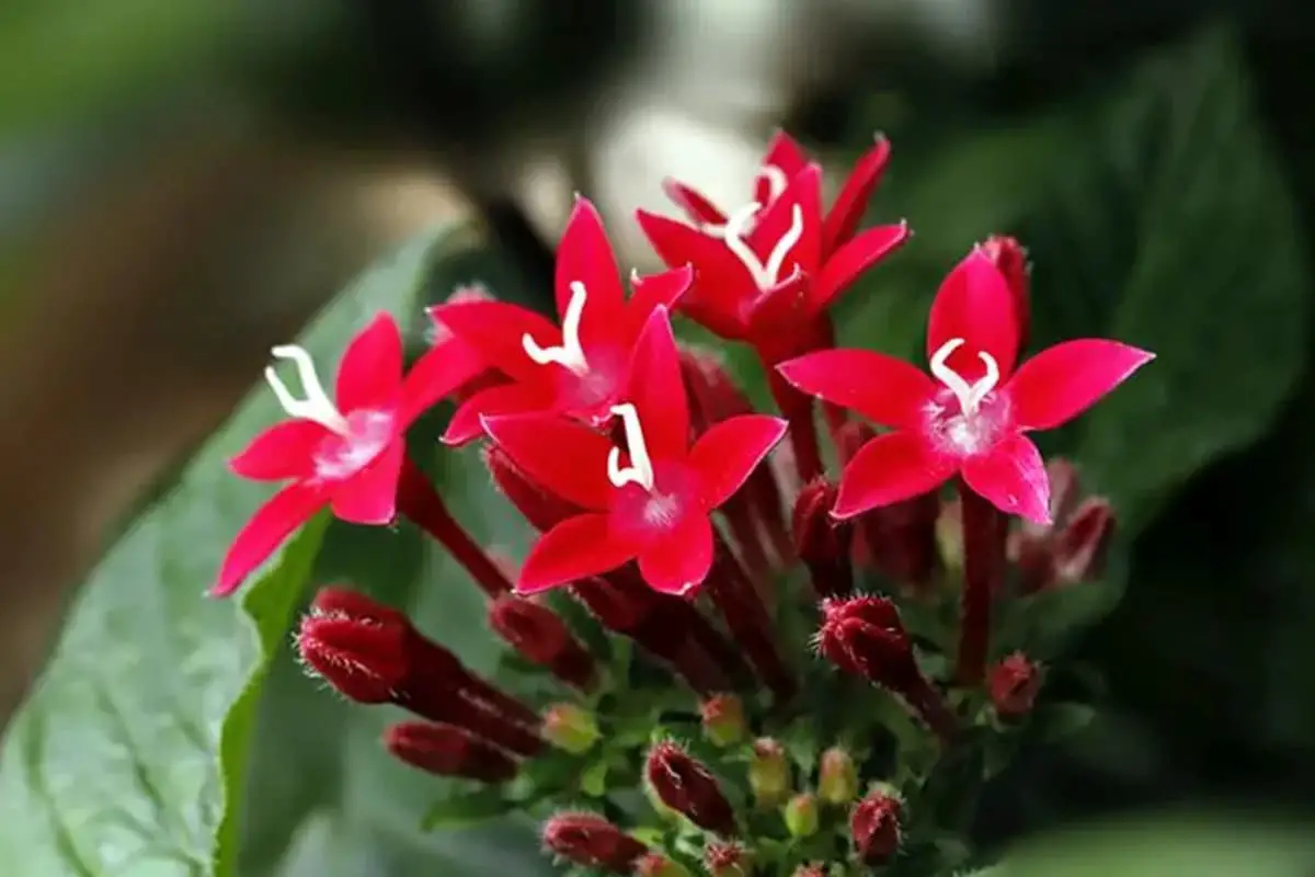 entas lanceolata