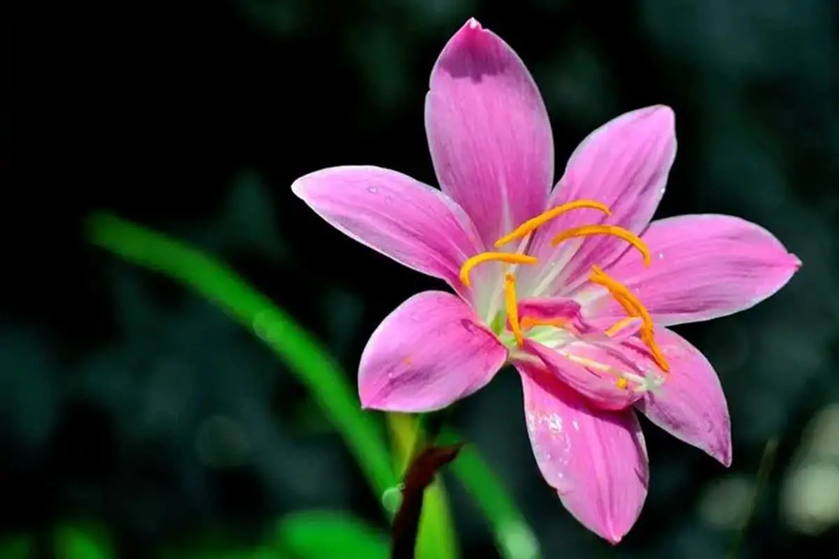 Zephyranthes carinata