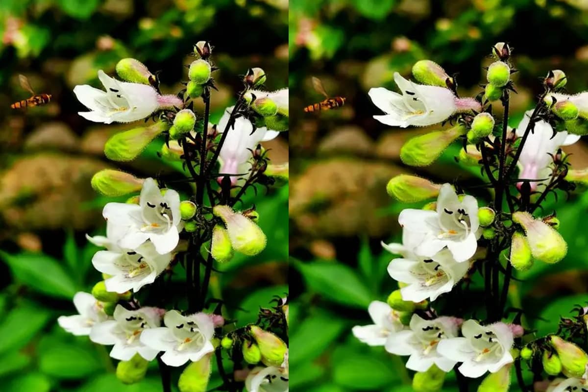 Buschwindröschen campanulatus