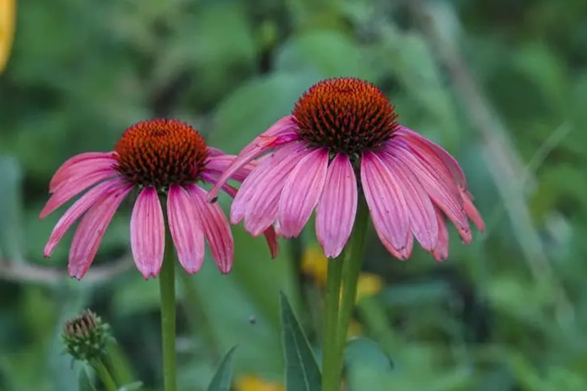 Echinacea purpurea