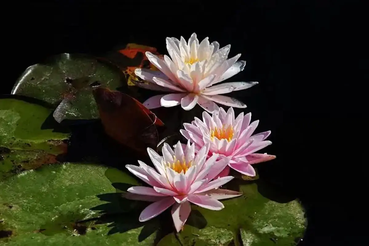 Amazonian Royal Water Lily