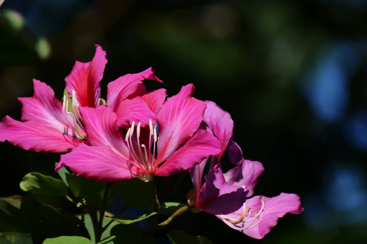 Bauhinia