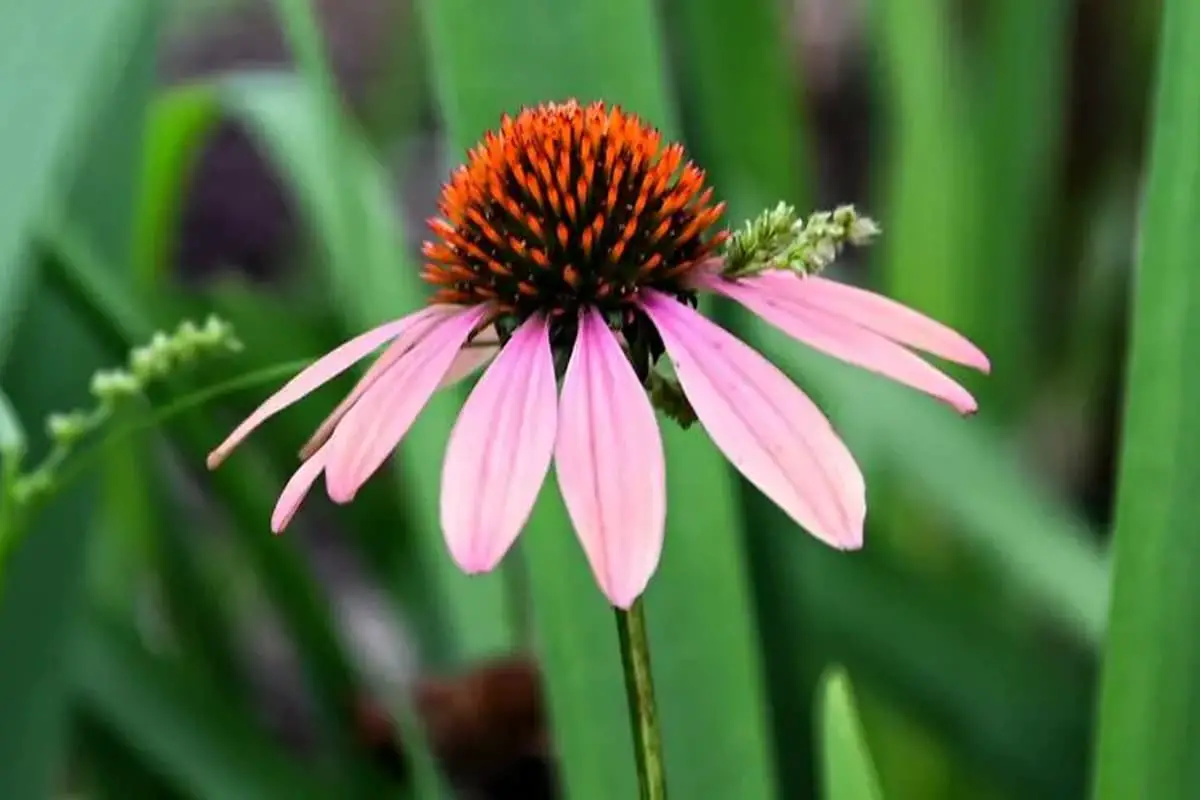 Echinacea purpurea