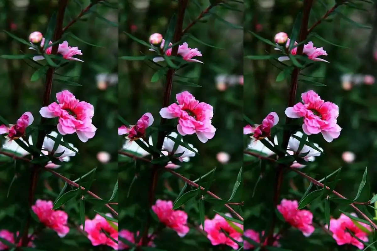 Leptospermum scoparium