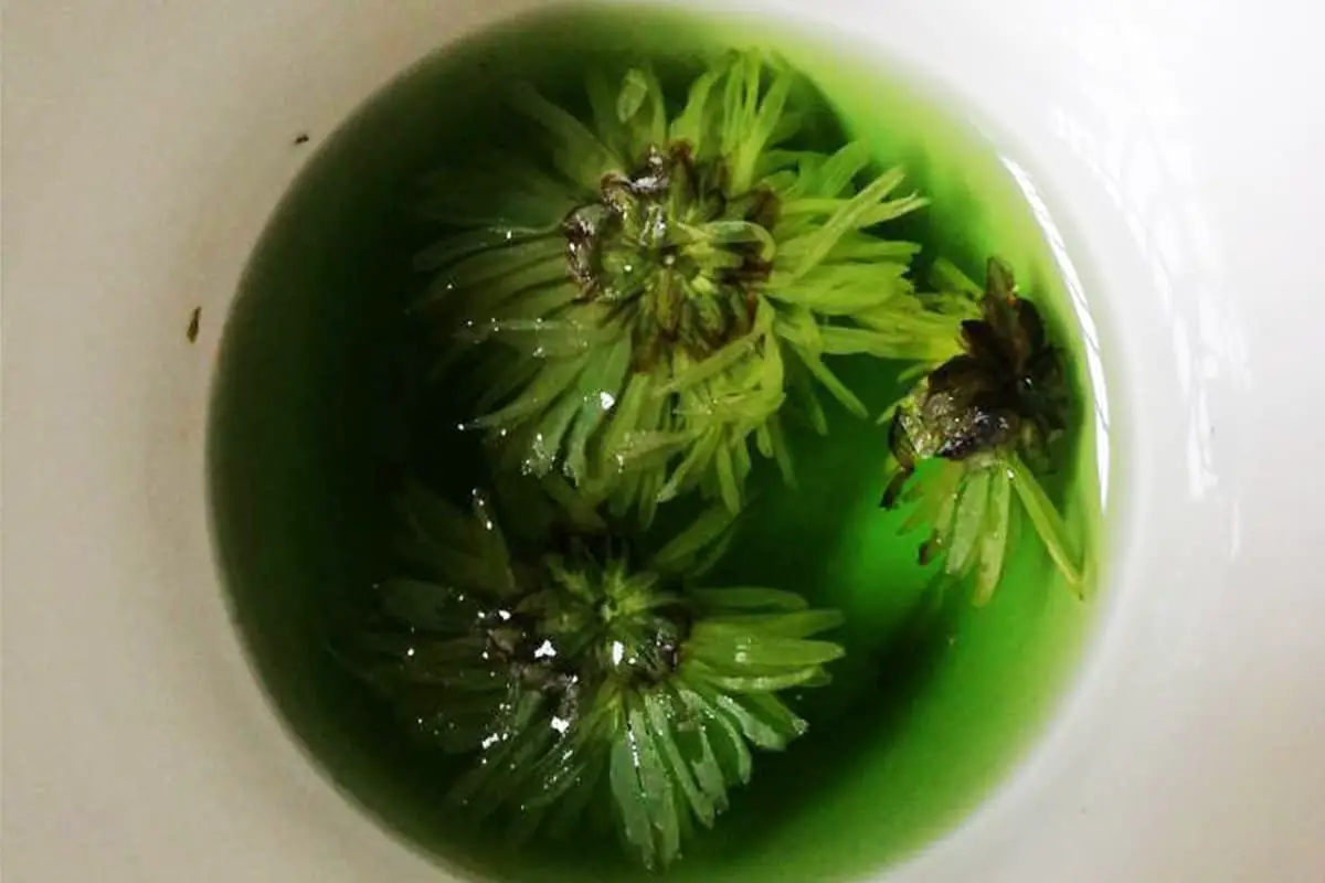 Can chrysanthemum tea that has turned green still be consumed